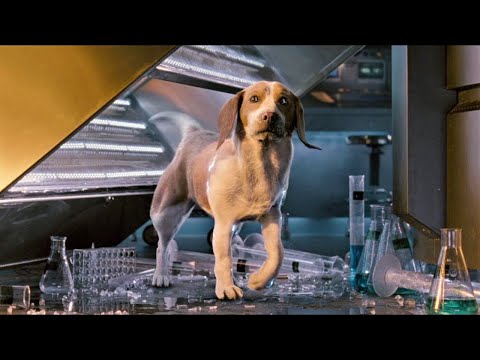 Video: Yeni Çalışma, Köpeklerin İnsanları Fark Etmelerine En İyi Yardımcı Olanı Anlatıyor