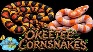 My Cornsnake Collection Series,  Okeetee Cornsnakes