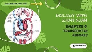 IGCSE Biology - Chapter 9 | Transport In Animals | Part 2