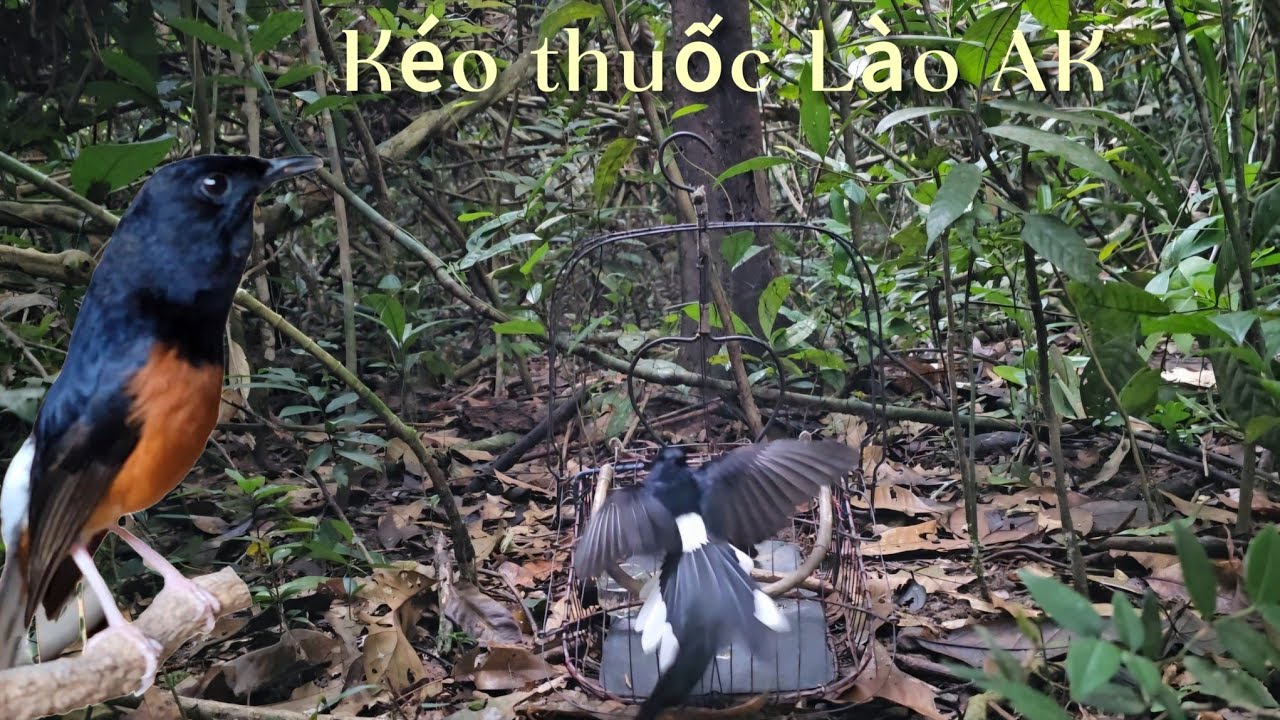 Chòe lửa kéo thuốc lào dây dài