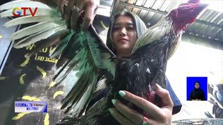 Wanita Cantik Gemar Pelihara Ayam Jago #BIS 04/11