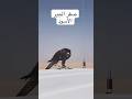 صقر الجير الحر الأسود     اكسبلور  صيد طيور 