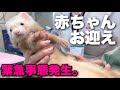赤ちゃんフェレットをお迎えしようとしたら大ハプニング発生した【前編】