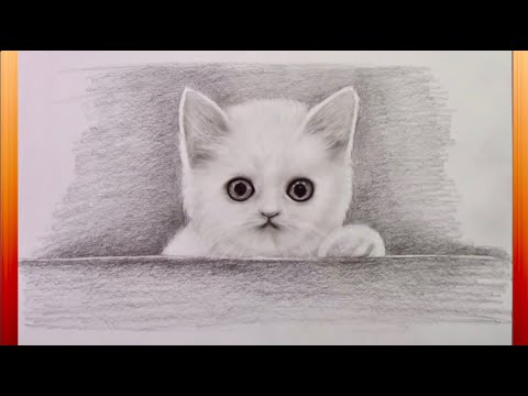 How to Draw a Pencil Drawing Of a Cat Step by Step