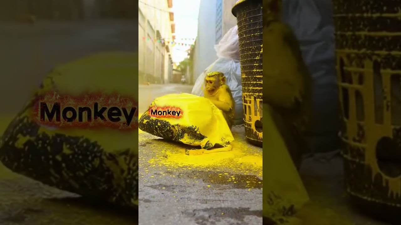 Trash Bag Prank Gone Wrong 🐒💛