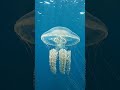 Box Jellyfish Move with an Almost Mechanical Precision 🪼🌊