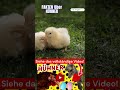 Kuriose Fakten über Hühner Teil 10 #huhn #hühner #tier #tiere #vögel