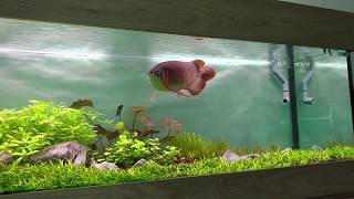 Red Arowana in Planted Tank - Aug 2018