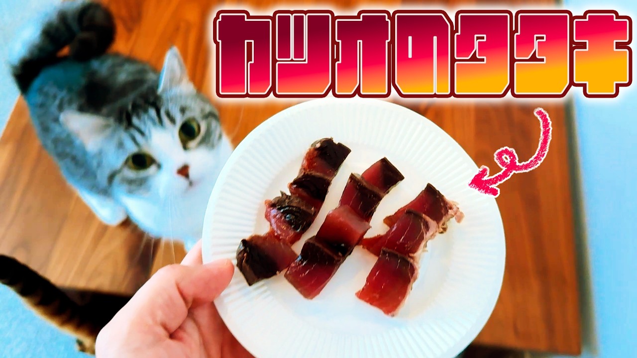 カツオのタタキを食べる猫