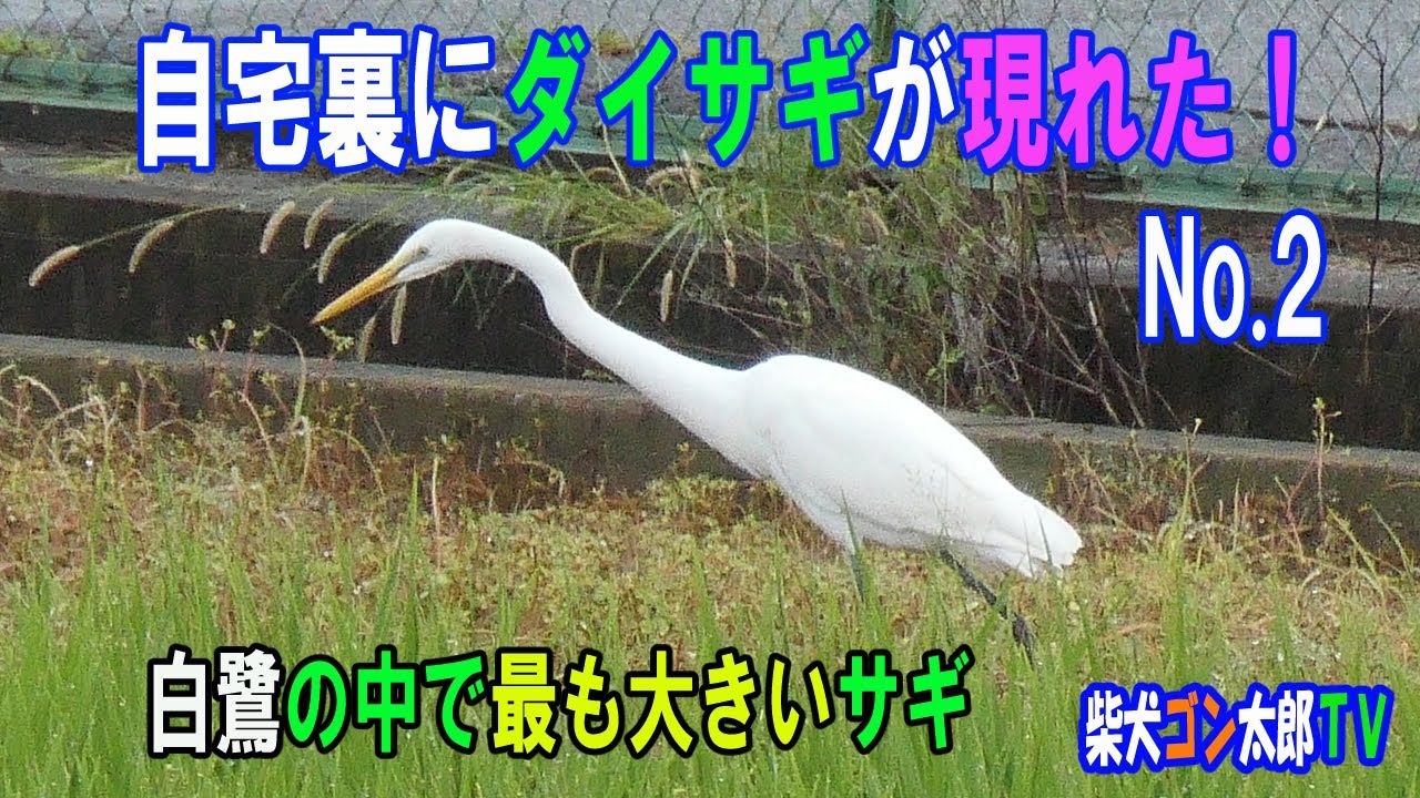 自宅裏にダイサギが現れた No 2 白鷺の中で最も大きいサギ Youtube