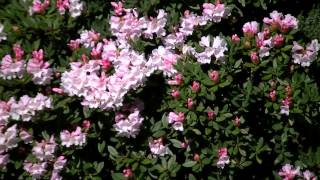 1040515合歡主峰玉山杜鵑花況 3
