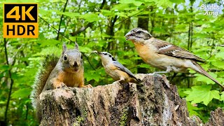 Cat TV for Cats to Watch  Cute Birds & Little Squirrels in the Forest  8 Hours 4K HDR