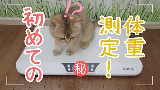 子猫お迎え後の体重測定はじめての様子がかわいい…。[猫動画]