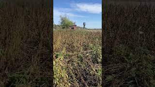 Заросший огород