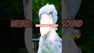 weird animals sound 🤯#animals #trollface #sound #viral #trending