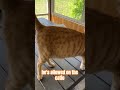 FeLVie Spooky Cute - first day on the catio #fosteringsaveslives