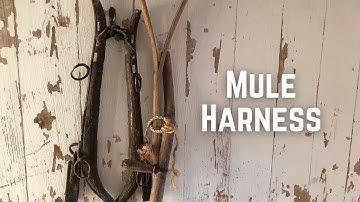 Artifact Exhibition: Mule Harness
