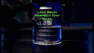 Happy Lima Bean Respect Day… go check out our Snail 🐌