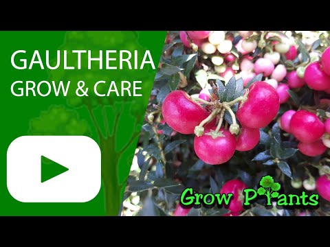 Gaultheria - grow & care (Wintergreen)