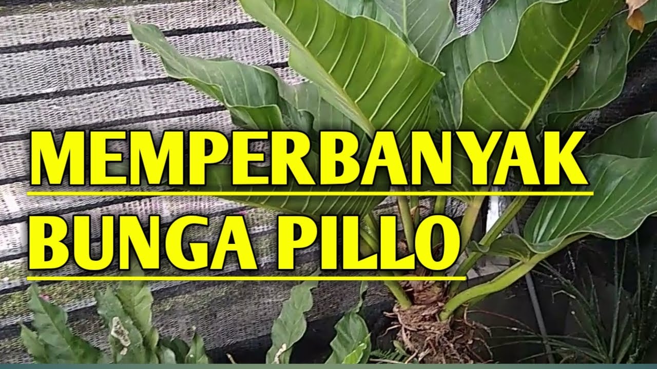 CARA MEMPERBANYAK BUNGA PILLO - YouTube