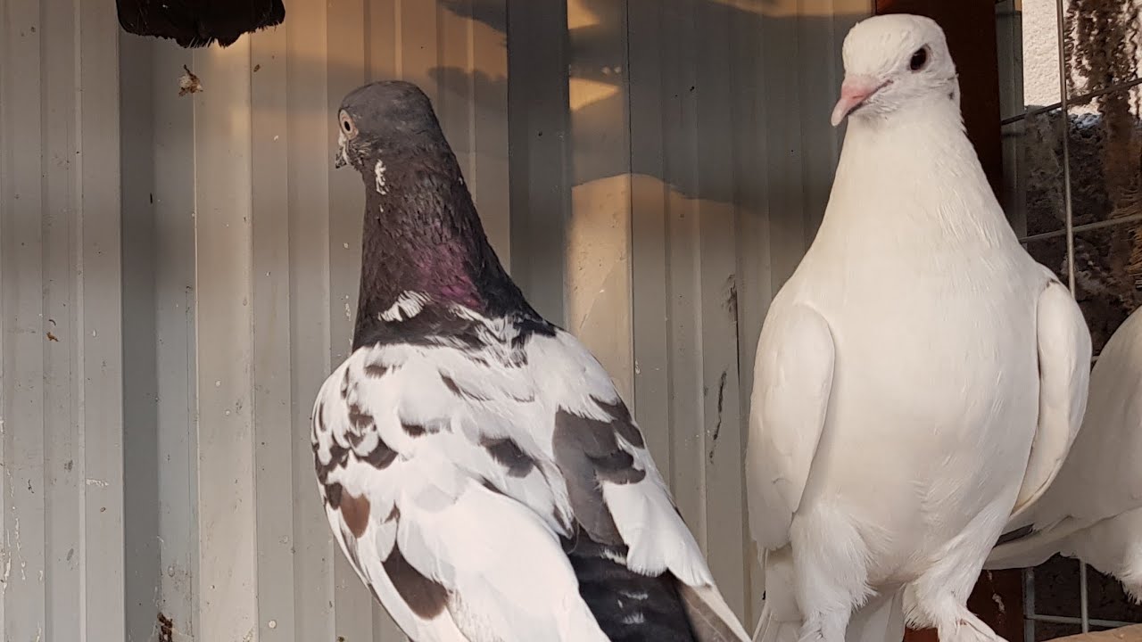 #كيف تميز بين ذكر الحمام و انثاه