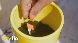 200 new plants in Thane | Republic Day 2021 | Cityflo