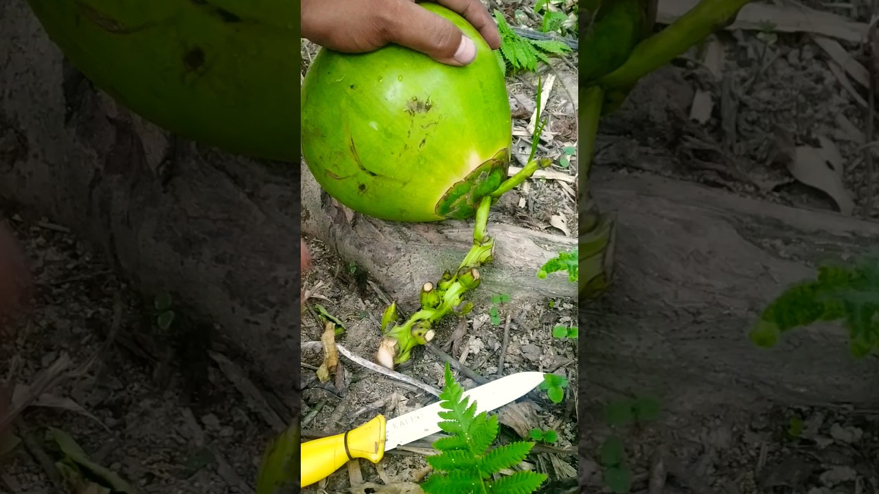 Round Coconut Cutting  !!  Coconut Cutting Video  !! Coconut Water 