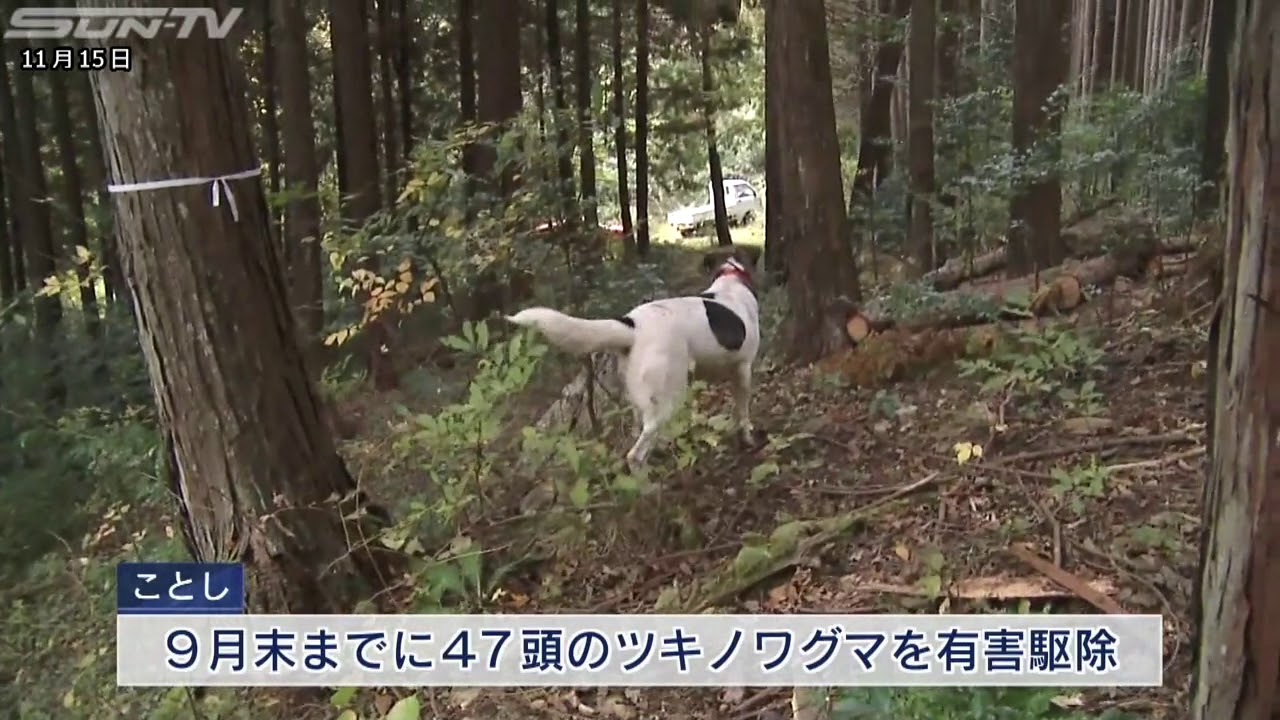 狩猟解禁でハンターは獲物狙う ツキノワグマも - YouTube