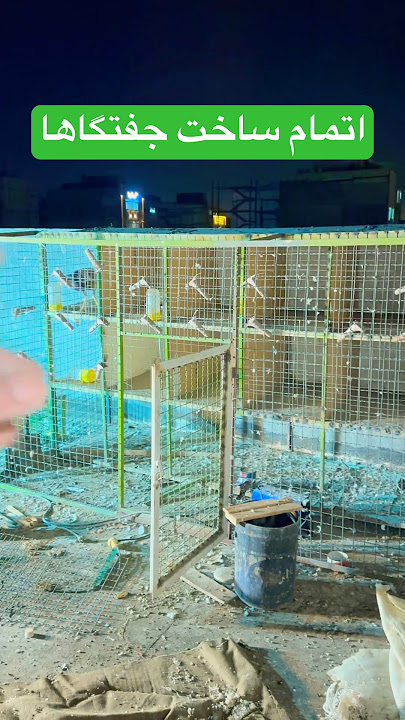 برای کف جفتگاها موکت خوب است یا نه #شورت #کبوتر_بلندپرواز #pigeon