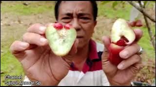 PERBEDAAN JAMBU CITRA DENGAN JAMBU KESUMA MERAH