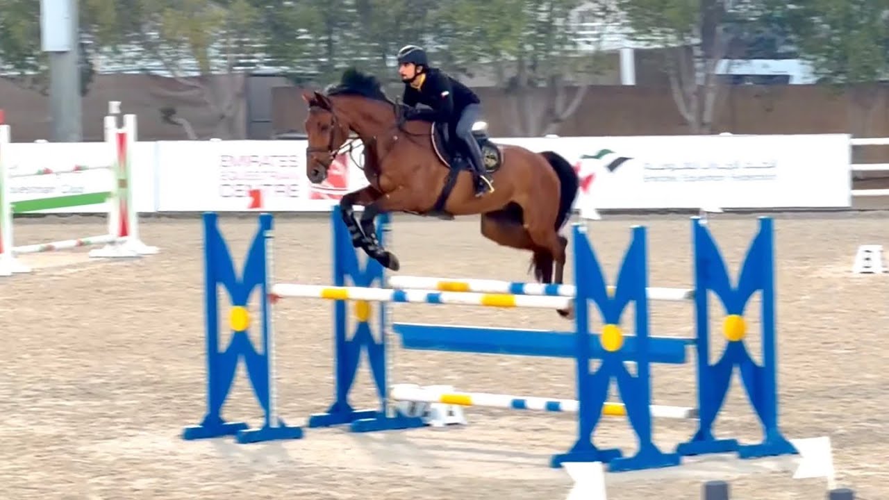 Undercover DXB (Uricas V/D Kattevennen × Bisquet Balou) 6yo that is always keen to learn more!! ✨👌🏻