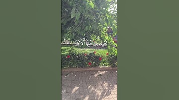 اجمل تلاوة قرآن كريم صوت خاشع 🙏