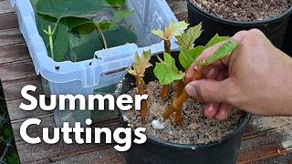 Summertime Cuttings! Advice on Propagating Hydrangeas, Viburnum, & Beautyberry