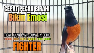 murai batu GACOR FIGHTER Ampuh untuk PANCINGAN murai diam agar bunyi JADIKAN burung gacor KONSLET