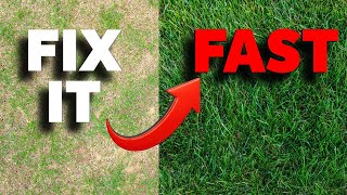 Is YOUR lawn Struggling After Summer? Don’t WAIT – Fix It This Autumn