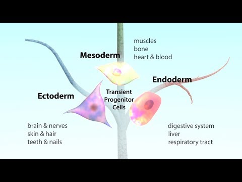 Video: Ar kamieninės ląstelės yra pluripotentinės?