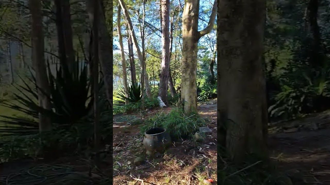 we've found the best coffee @ dizon farm