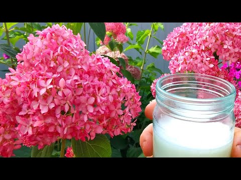Video: Helle Blütenstände Von Vriezia
