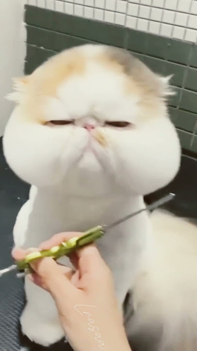 Kucing ini terlihat Lesu sekali #kitten #kucinglucu #cat #funny #meow #catty #catvideos