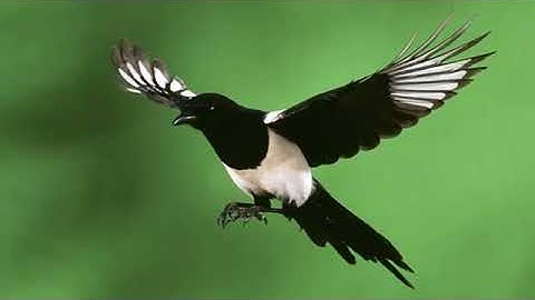 luyện chim chòe than giọng rừng không tạp âm p1