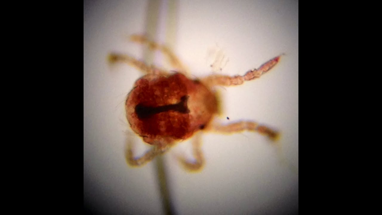 Itchy cat? This could be why... YouTube