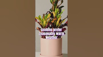 About Croton Plant #houseplants #indoorplants #plants