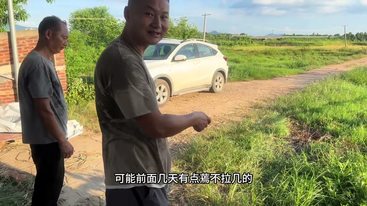 这鹅越养越不对头，快出栏才这么点重，是不是母的多了呢？