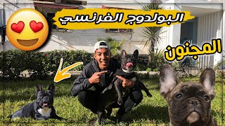 اشنو خاصك تعرف الا بغيتي تربي bulldog français -نهار واعر🔥 مع مولي🐕🐶😍