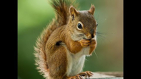 How to Make a Snare Trap