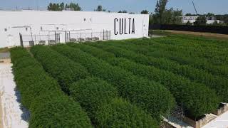 Culta Outdoor Grow - First Legal Outdoor Cannabis Grow on the East Coast!