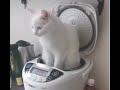 😺 Суп с котом! 🐈 Подборка смешных котов и  котят для хорошего настроения! 😸