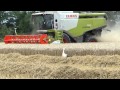 Moisson du blé, vidéo version longue 17 mn, en Alsace près de Colmar.