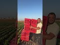 كيف الشعب الاردني عايش القسطل 84 اشتغلت بمزرعة خس محمد الشغنوبي كيف الشعب الاردني عايش القسطل 84 اشتغلت بمزرعة خس محمد الشغنوبي
