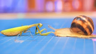 What Happens When a Mantis Meets a Snail?